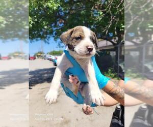 Mutt Dogs for adoption in San Antonio, TX, USA