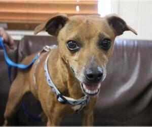 American Rat Pinscher Dogs for adoption in Westminster, MD, USA