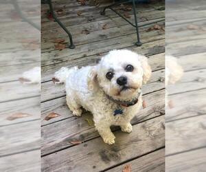 Shih-Poo Dogs for adoption in Forest, VA, USA