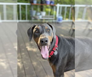 Doberman Pinscher Dogs for adoption in Aurora, OH, USA