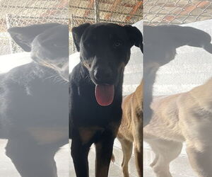 German Shepherd Dog-Unknown Mix Dogs for adoption in El Centro, CA, USA