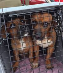 Medium Photo #1 Basset Hound-Unknown Mix Puppy For Sale in Maple Grove, MN, USA