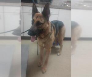 German Shepherd Dog Dogs for adoption in Santa Maria, CA, USA