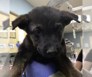 German Shepherd Dog Dogs for adoption in Riverside, CA, USA