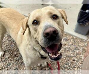 Great Pyrenees-Unknown Mix Dogs for adoption in Pueblo, CO, USA