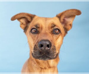 Shepradors Dogs for adoption in Pasadena, CA, USA