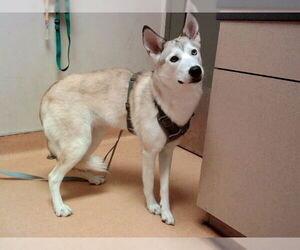 Siberian Husky Dogs for adoption in Martinez, CA, USA