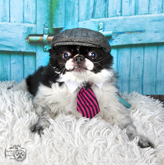 Japanese Chin Dogs for adoption in Colorado Springs, CO, USA