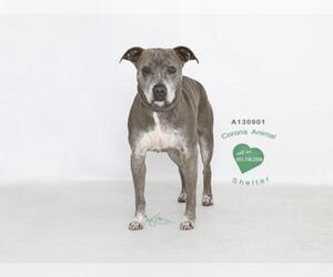 American Pit Bull Terrier Dogs for adoption in Corona, CA, USA
