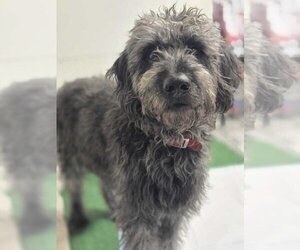 Poodle (Standard)-Unknown Mix Dogs for adoption in Brooklyn, NY, USA