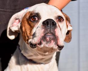 Boxer Dogs for adoption in Danbury, CT, USA