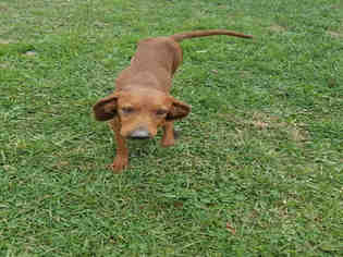 Redbone Coonhound Dogs for adoption in Waynesville, NC, USA