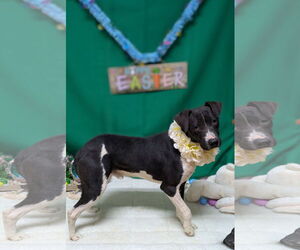 Labrador Retriever-Unknown Mix Dogs for adoption in Franklin, North Carolina, NC, USA