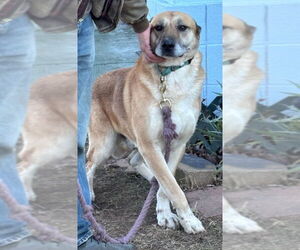 Anatolian Shepherd-German Shepherd Dog Mix Dogs for adoption in Higley, AZ, USA