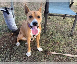 Basenji-Unknown Mix Dogs for adoption in Ocala, FL, USA