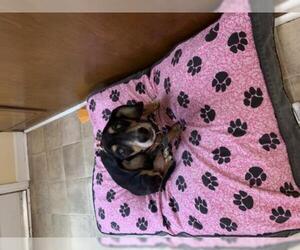 Dachshund Dogs for adoption in Winder, GA, USA