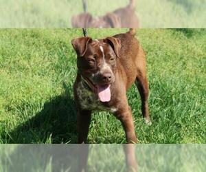 German Shorthaired Lab Dogs for adoption in Charlotte, NC, USA