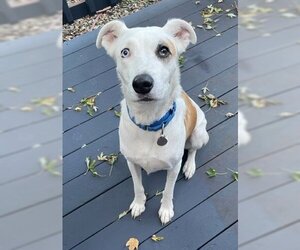 Catahoula Leopard Dog-Unknown Mix Dogs for adoption in Shell Lake , WI, USA