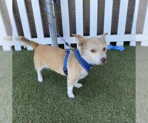 Norwich Terrier-Unknown Mix Dogs for adoption in Modesto, CA, USA