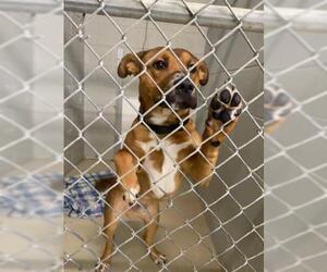 Boxer Dogs for adoption in Camden, TN, USA