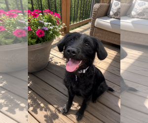 Bearded Collie-Labrador Retriever Mix Dogs for adoption in MIDWAY, UT, USA