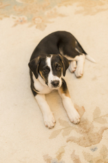 Borador Dogs for adoption in Baltimore, MD, USA