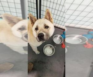 Akita Dogs for adoption in Clarksville, MO, USA