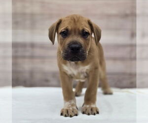 Labrador Retriever-Unknown Mix Dogs for adoption in Lakewood, CO, USA