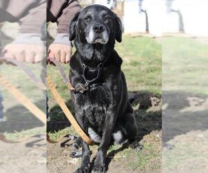 Labrador Retriever Dogs for adoption in Clinton , MI, USA