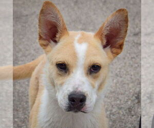 Basenji-Unknown Mix Dogs for adoption in Huntley, IL, USA