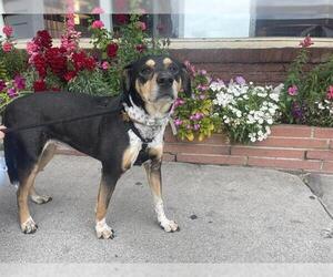 German Shorthaired Pointer-Unknown Mix Dogs for adoption in Pasadena, CA, USA