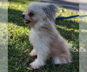 Shiranian Dogs for adoption in Sanford, FL, USA