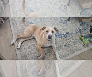 Labrador Retriever-Unknown Mix Dogs for adoption in Sandy, UT, USA