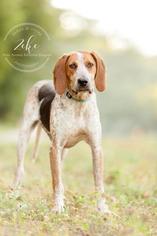 Medium Photo #1 Coonhound Puppy For Sale in Newport, KY, USA