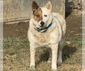 Australian Shepherd Dogs for adoption in Riverside, CA, USA