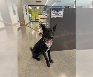 Shollie Dogs for adoption in San Martin, CA, USA