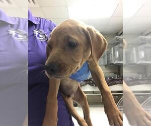 Labrador Retriever Dogs for adoption in Conroe, TX, USA