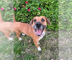 American Pit Bull Terrier-Unknown Mix Dogs for adoption in Yuba City, CA, USA