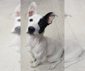 Borador Dogs for adoption in Lodi, CA, USA