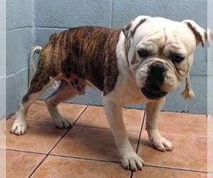 Bulldog Dogs for adoption in Downey, CA, USA