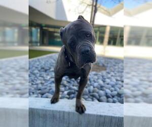 Neapolitan Mastiff Dogs for adoption in San Martin, CA, USA