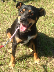 Rottweiler-Unknown Mix Dogs for adoption in Northport, AL, USA