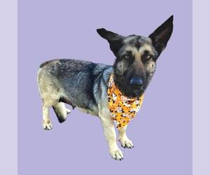 German Shepherd Dog Dogs for adoption in Bakersfield, CA, USA