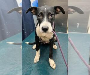 Unknown-Whippet Mix Dogs for adoption in Mobile, AL, USA