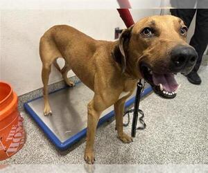 Redbone Coonhound Dogs for adoption in Houston, TX, USA