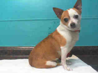 Chihuahua Dogs for adoption in Las Vegas, NV, USA