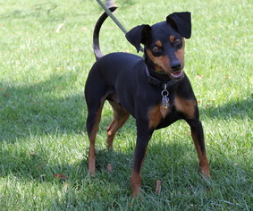 Miniature Pinscher Dogs for adoption in El Segundo, CA, USA