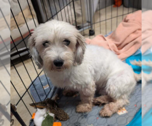 Coton de Tulear Dogs for adoption in Caldwell, NJ, USA