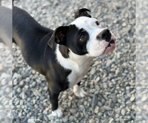 English Boston Bulldog Dogs for adoption in Santa Cruz, CA, USA