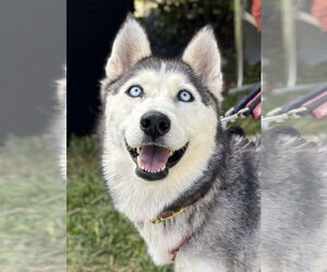 Siberian Husky Dogs for adoption in Matawan, NJ, USA